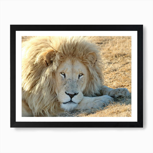 White Lion Male II Art Print Framed Wall Art Poster Canvas Print Picture