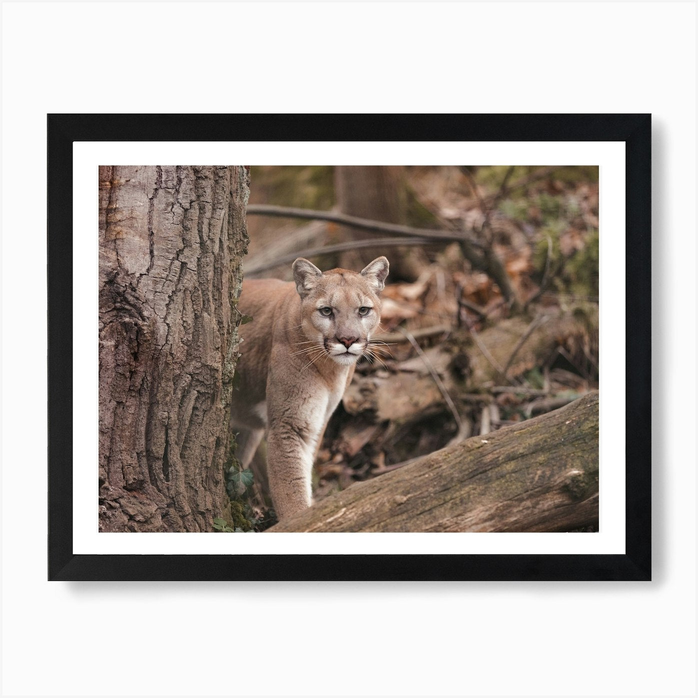 Mountain Lion In Forest Art Print Framed Wall Art Poster Canvas Print Picture