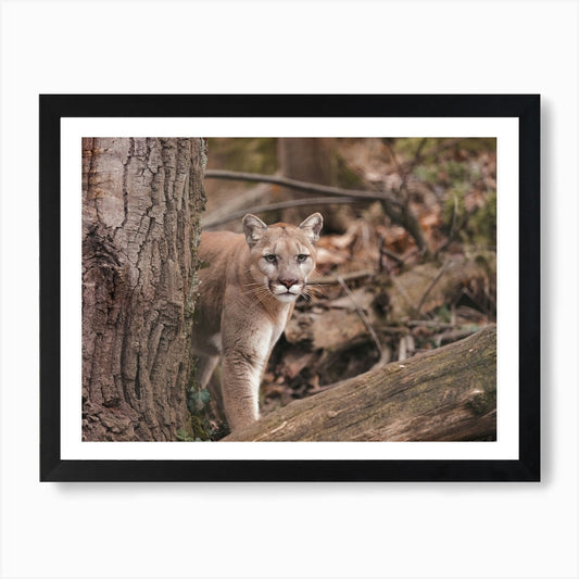 Mountain Lion In Forest Art Print Framed Wall Art Poster Canvas Print Picture