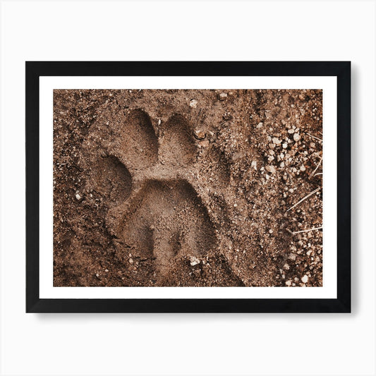 Mountain Lion Footprint Art Print Framed Wall Art Poster Canvas Print Picture