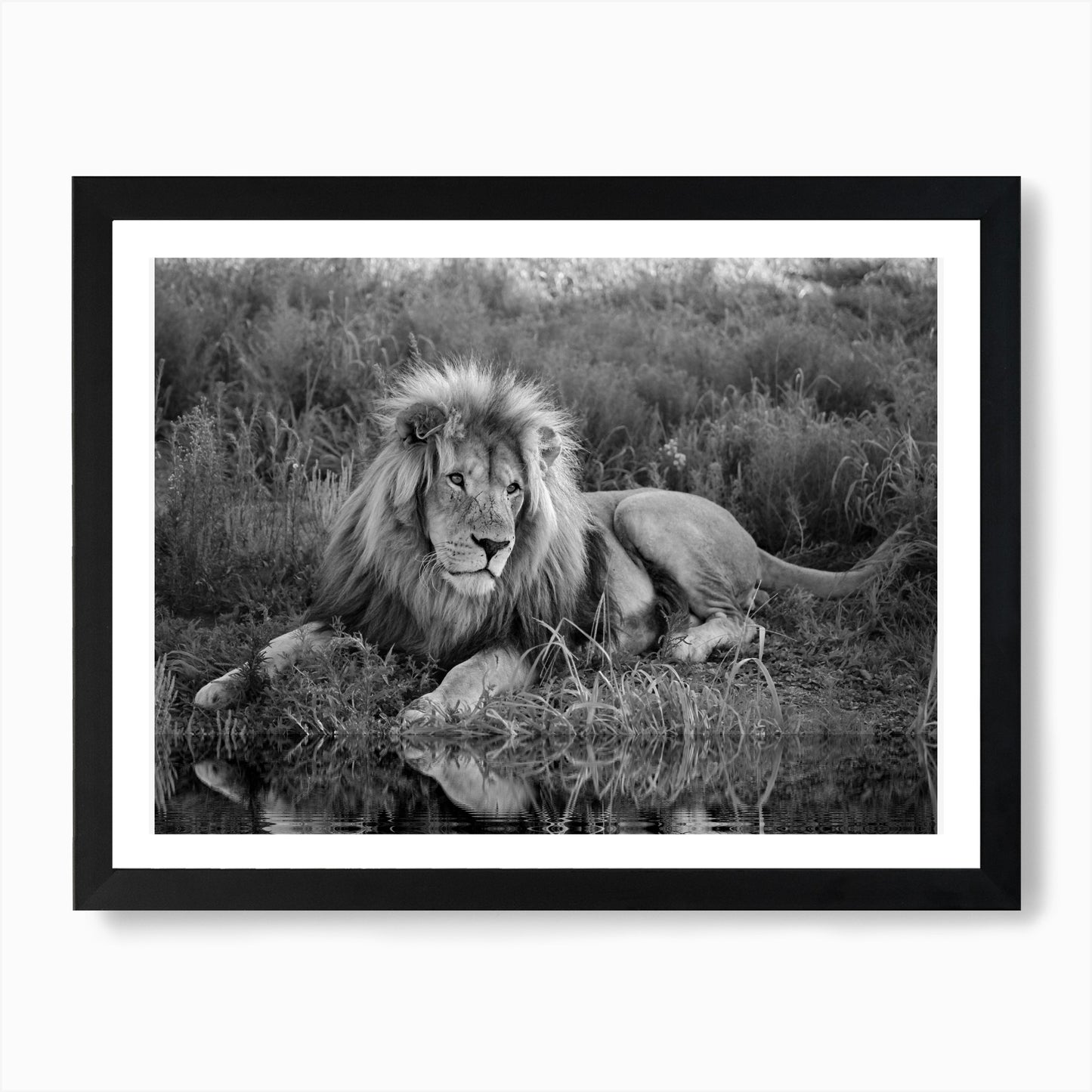 Lion At The River Art Print Framed Wall Art Poster Canvas Print Picture