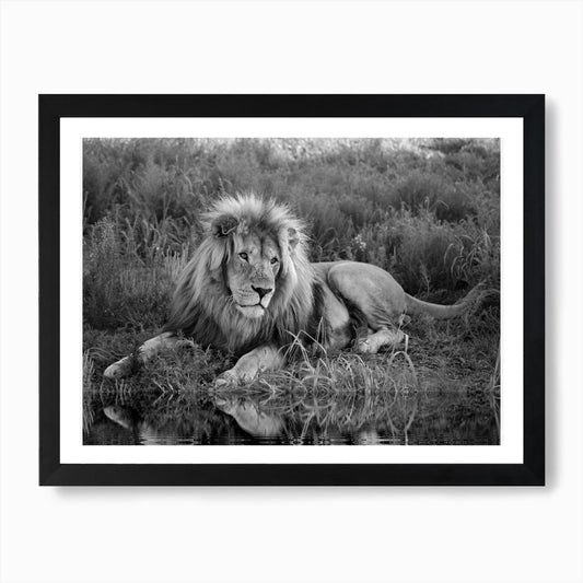 Lion At The River Art Print Framed Wall Art Poster Canvas Print Picture