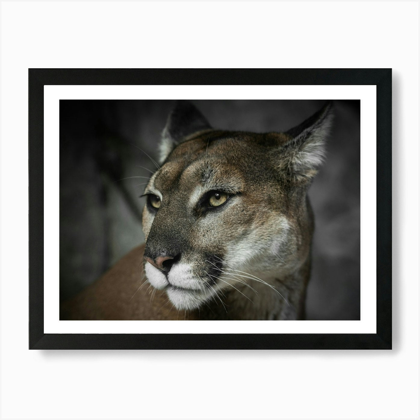 Mountain Lion Portrait Art Print Framed Wall Art Poster Canvas Print Picture