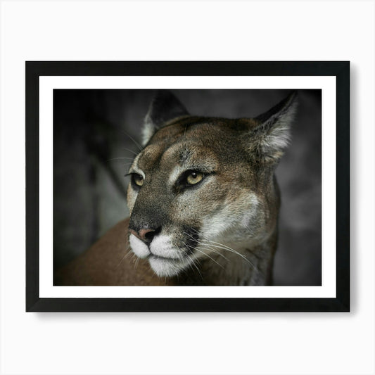 Mountain Lion Portrait Art Print Framed Wall Art Poster Canvas Print Picture