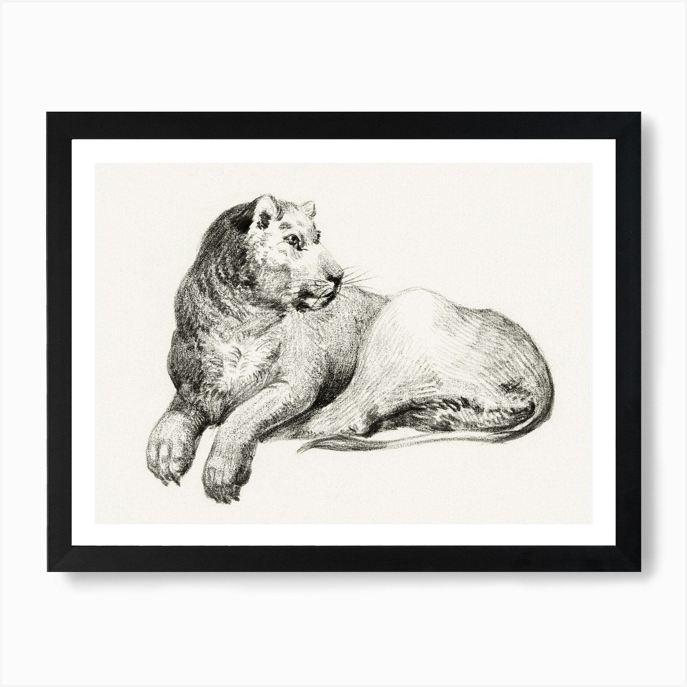 Lying Lion 1, Jean Bernard Art Prin Framed Wall Art Poster Canvas Print Picture