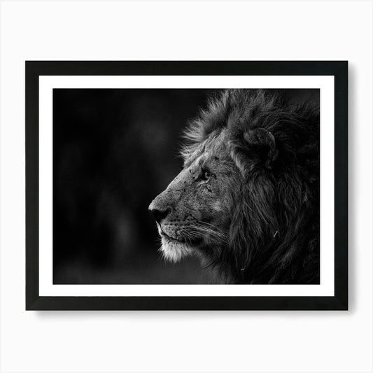 Portrait of a Lion at Sunset in Ken Framed Wall Art Poster Canvas Print Picture