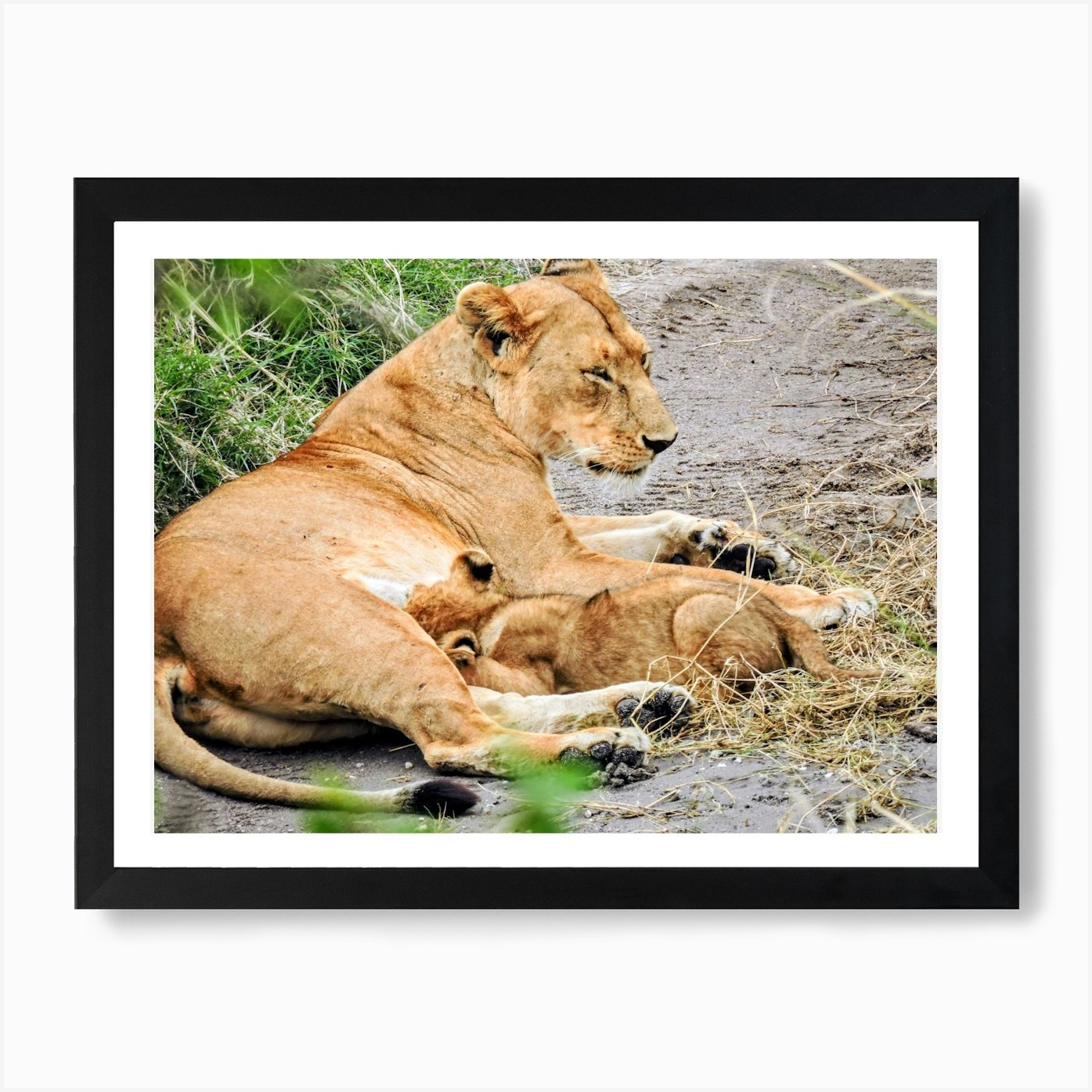 Lion Mother And Cub on the Serenget Framed Wall Art Poster Canvas Print Picture