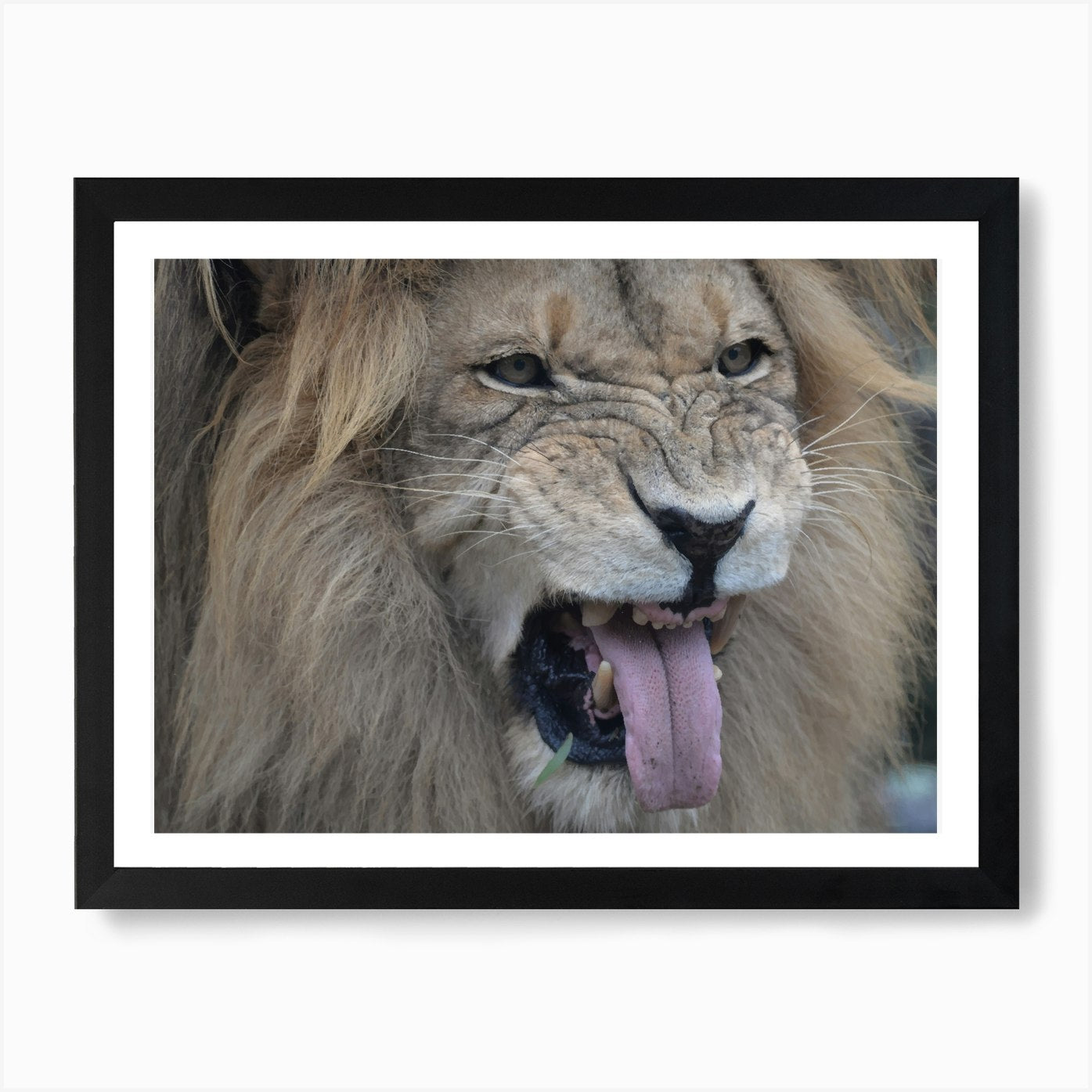 Lion Roaring Art Print Framed Wall Art Poster Canvas Print Picture