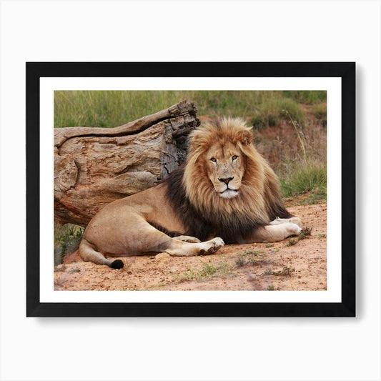 Lion Male II Art Print Framed Wall Art Poster Canvas Print Picture