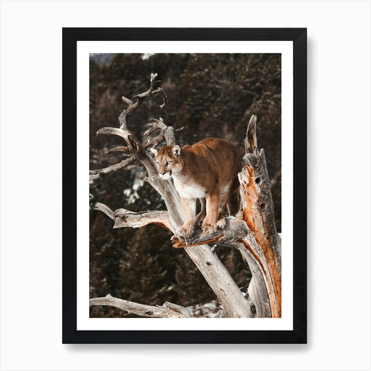 Mountain Lion In Tree Art Print Framed Wall Art Poster Canvas Print Picture