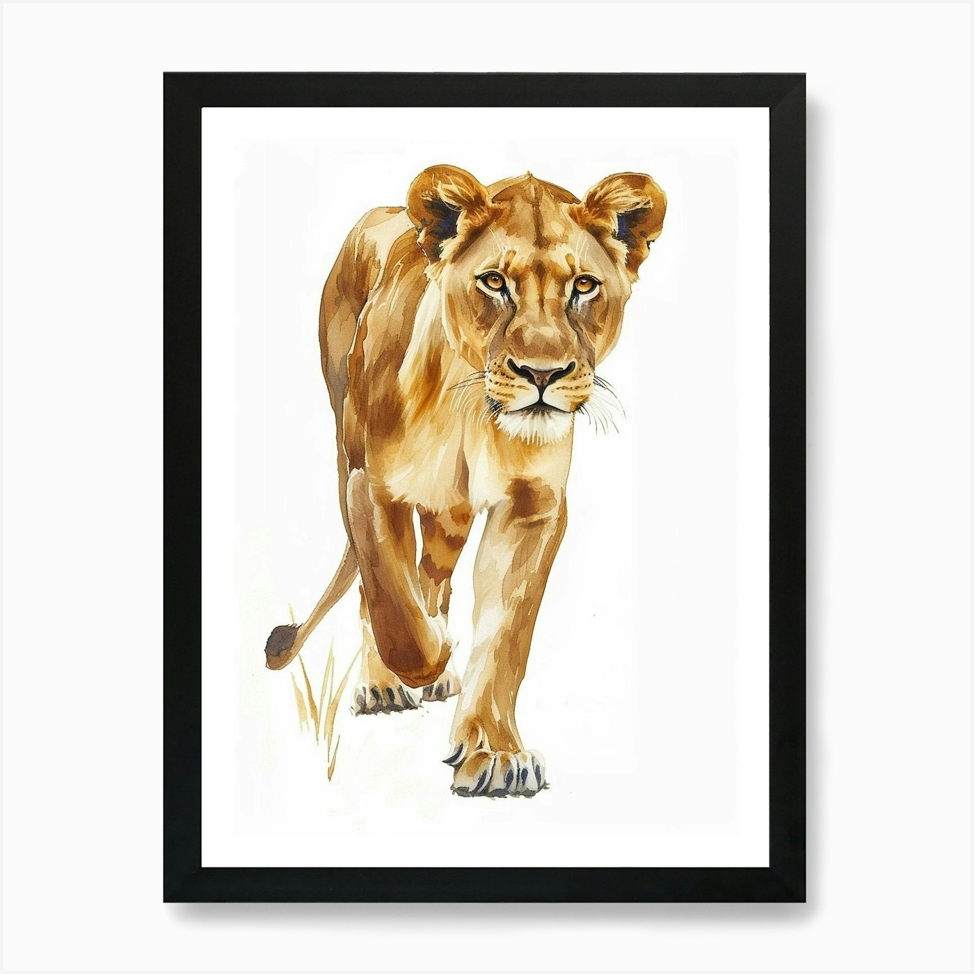 African Lion Lioness On The Prowl C Framed Wall Art Poster Canvas Print Picture