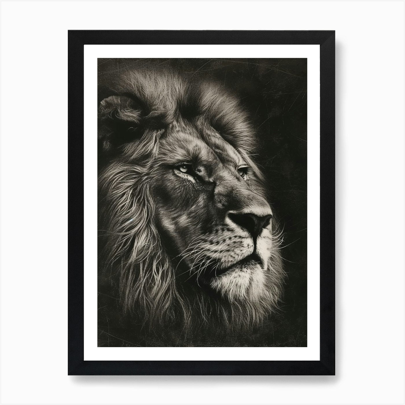 African Lion Charcoal Drawing Portr Framed Wall Art Poster Canvas Print Picture