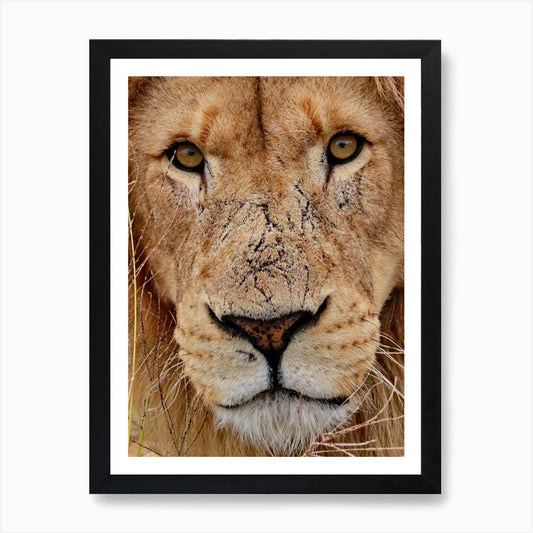 Lion Face Color Art Print Framed Wall Art Poster Canvas Print Picture