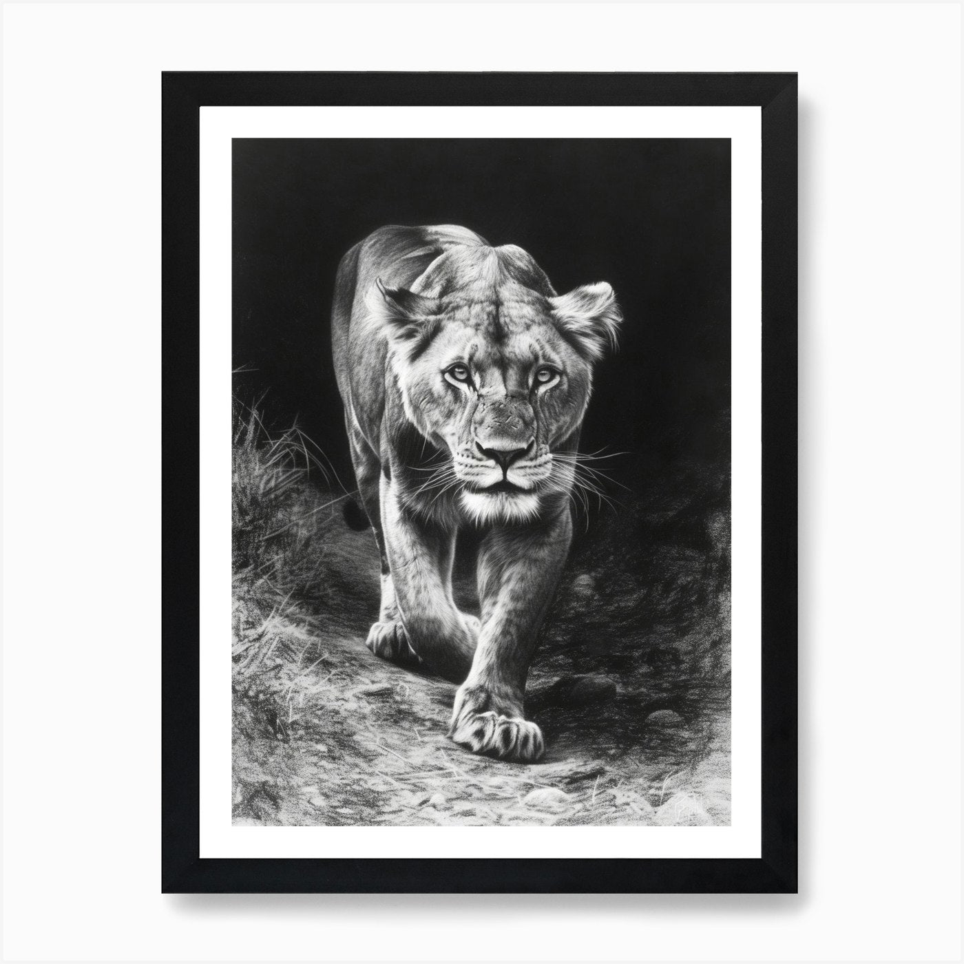 Barbary Lion Charcoal Drawing Lione Framed Wall Art Poster Canvas Print Picture