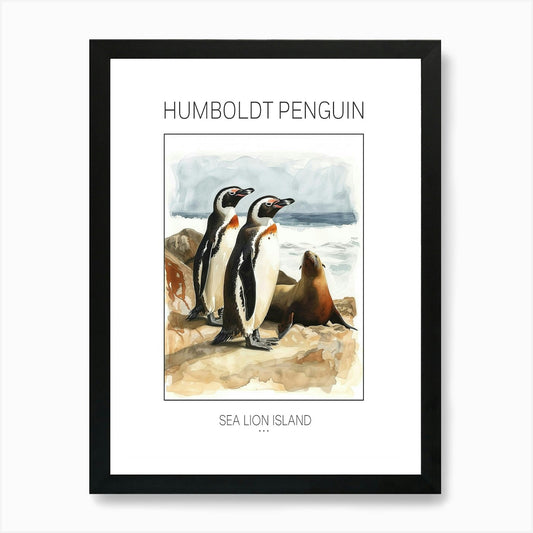 Humboldt Penguin Sea Lion Island Wa Framed Wall Art Poster Canvas Print Picture