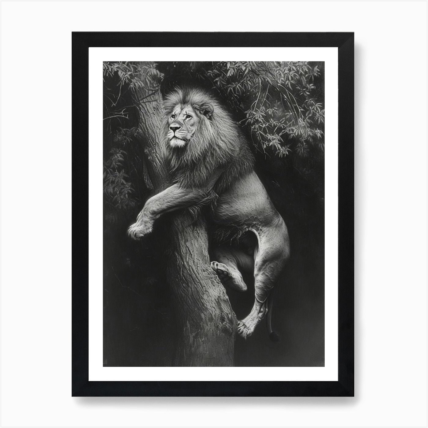 Barbary Lion Charcoal Drawing Panth Framed Wall Art Poster Canvas Print Picture