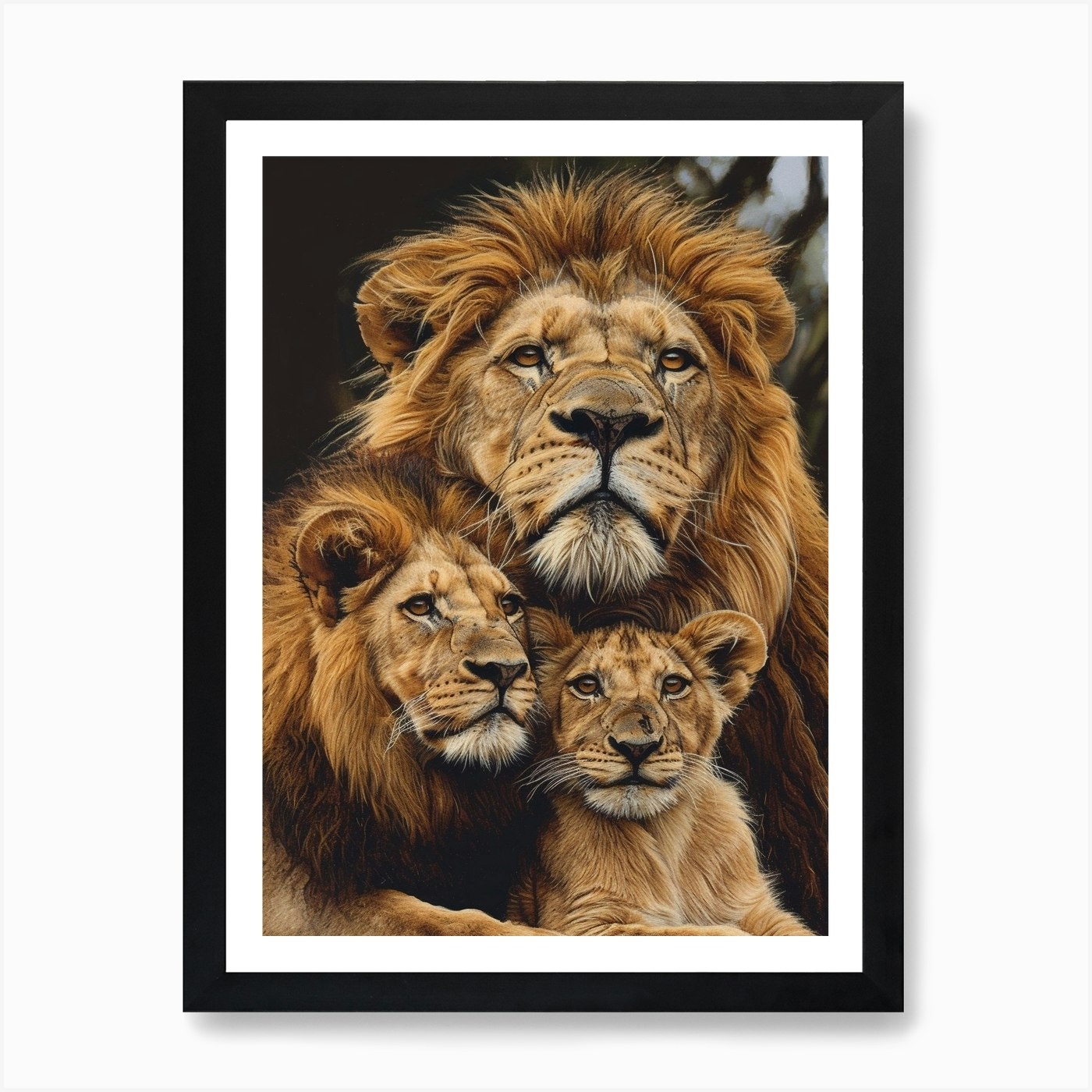 Barbary Lion Family Bonding Acrylic Framed Wall Art Poster Canvas Print Picture