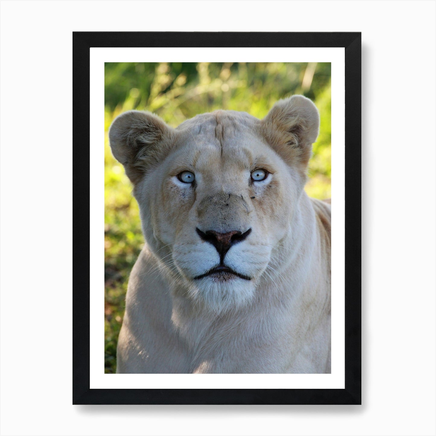 White Lion Female II Art Print Framed Wall Art Poster Canvas Print Picture