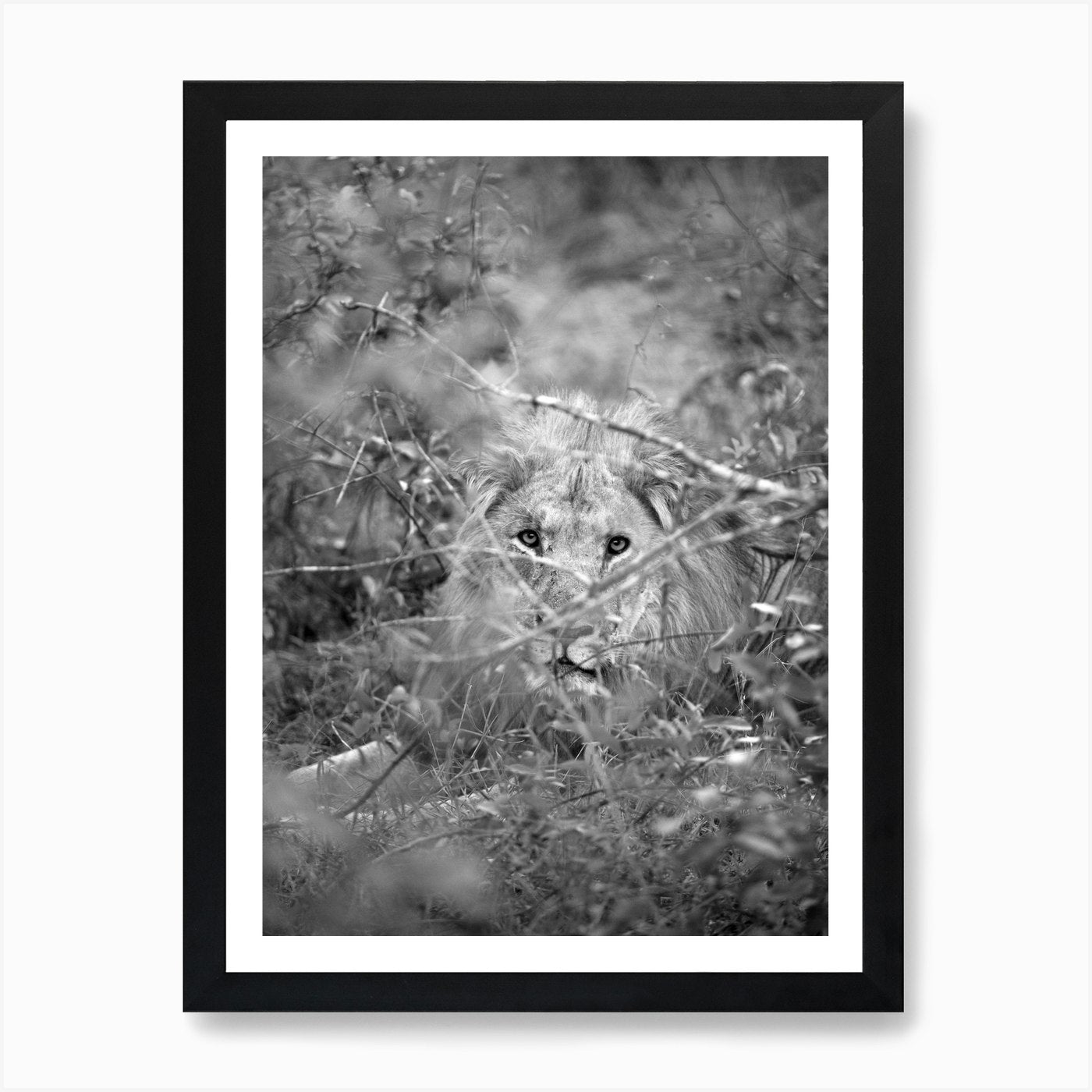 Lion Art Print Framed Wall Art Poster Canvas Print Picture