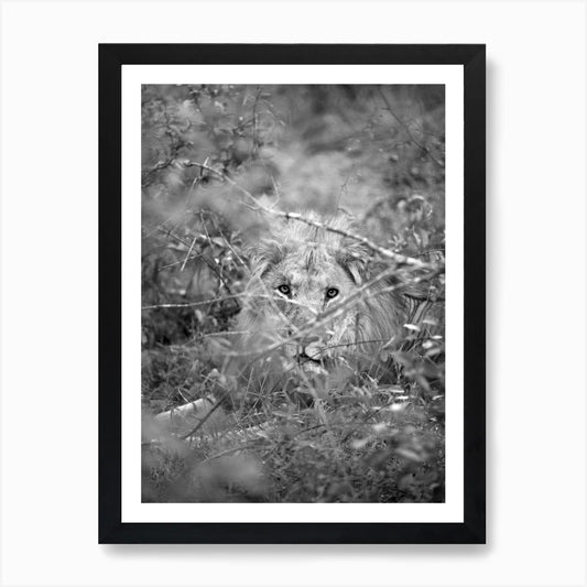 Lion Art Print Framed Wall Art Poster Canvas Print Picture