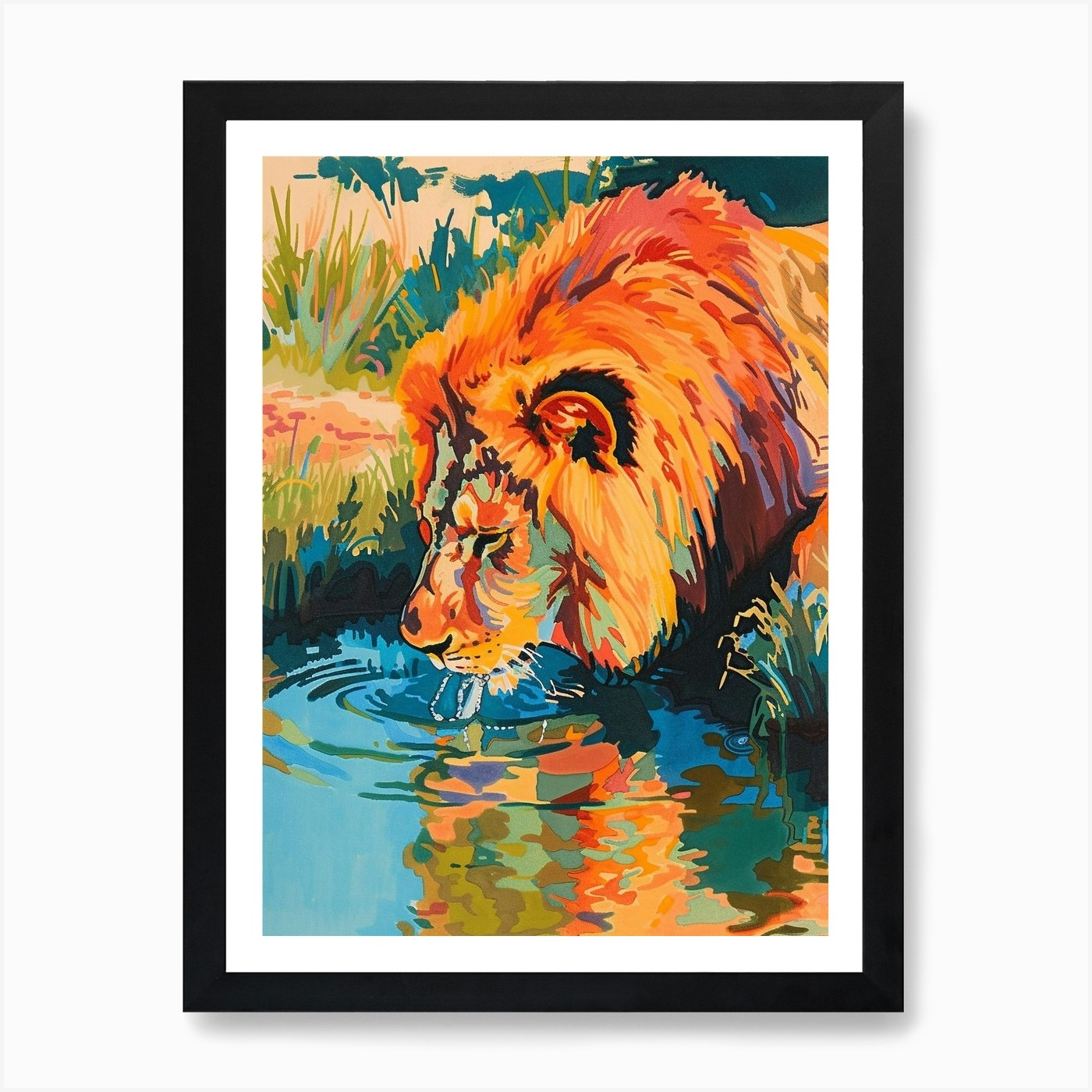 Transvaal Lion Drinking From A Wate Framed Wall Art Poster Canvas Print Picture