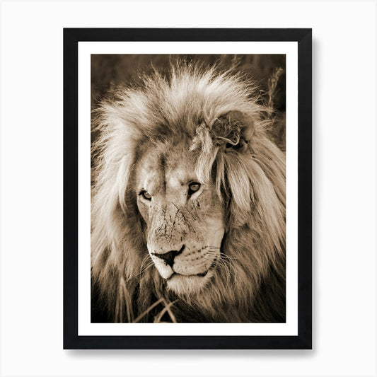 Lion King Sepia Art Print Framed Wall Art Poster Canvas Print Picture