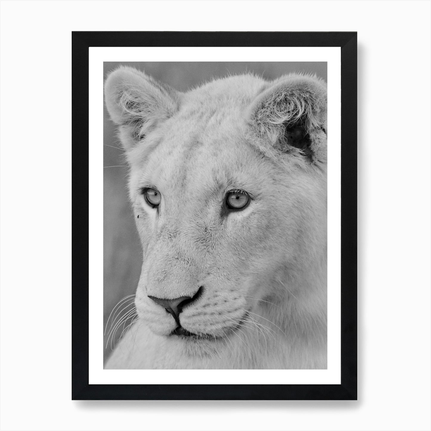 Young White Lion Art Print Framed Wall Art Poster Canvas Print Picture