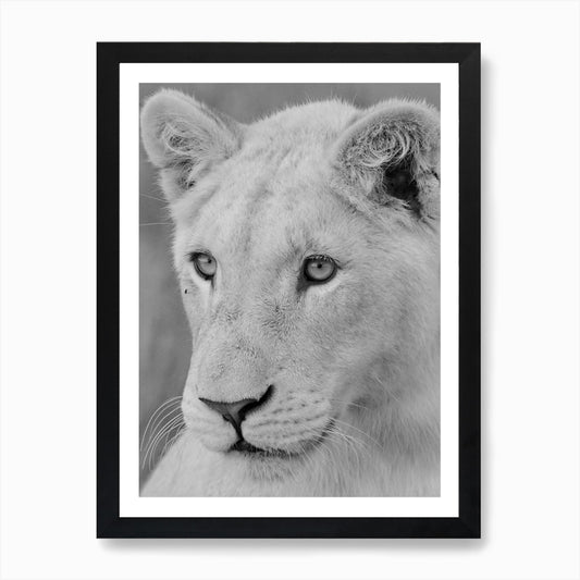 Young White Lion Art Print Framed Wall Art Poster Canvas Print Picture