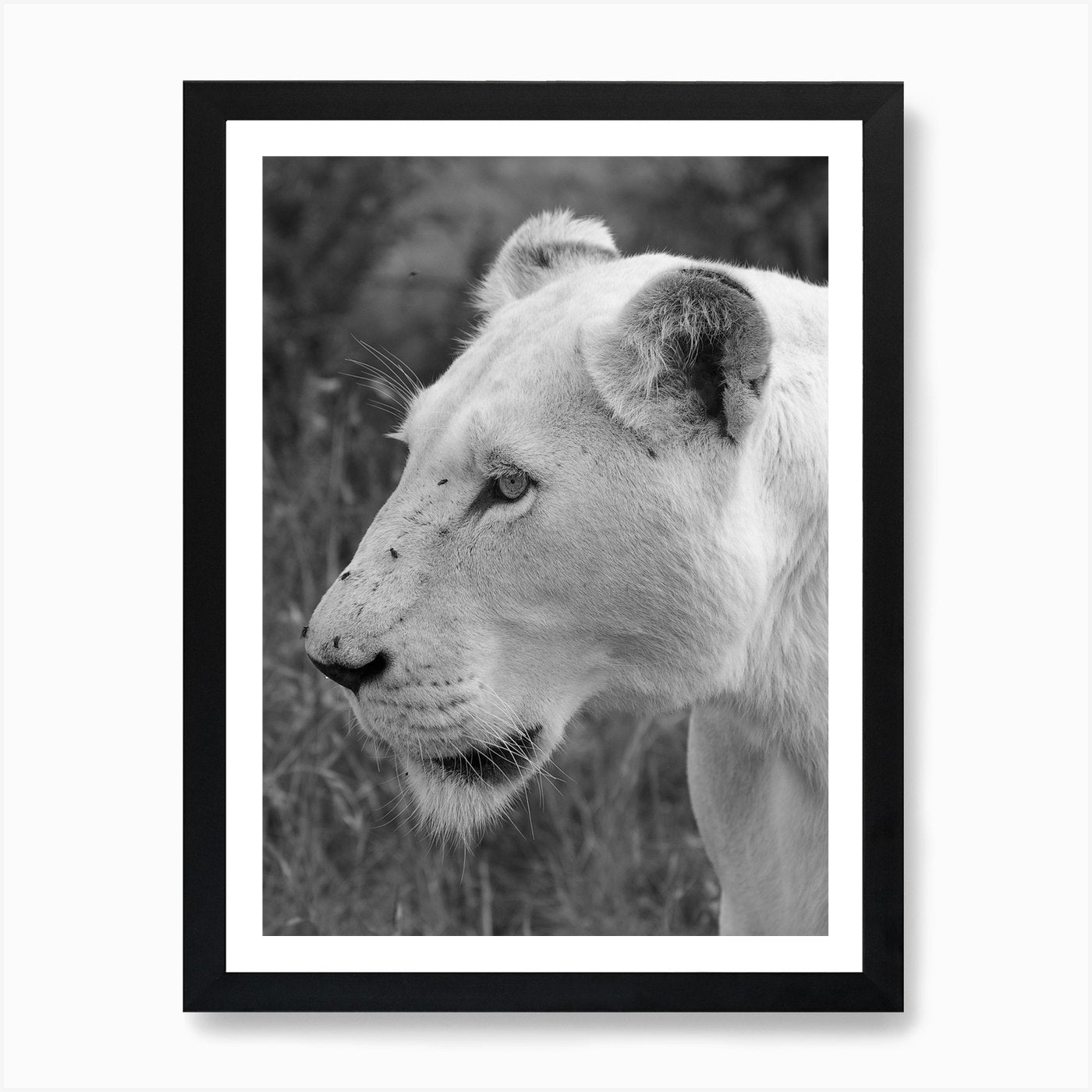 White Lion Female Art Print Framed Wall Art Poster Canvas Print Picture