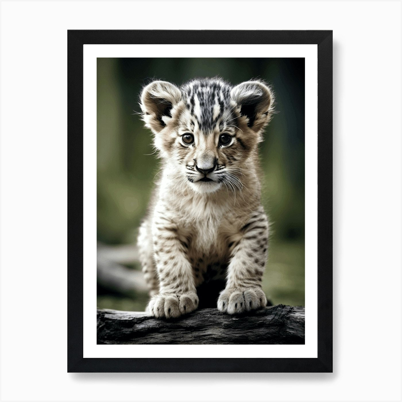 Color Photograph Of A Lion Cub Art  Framed Wall Art Poster Canvas Print Picture