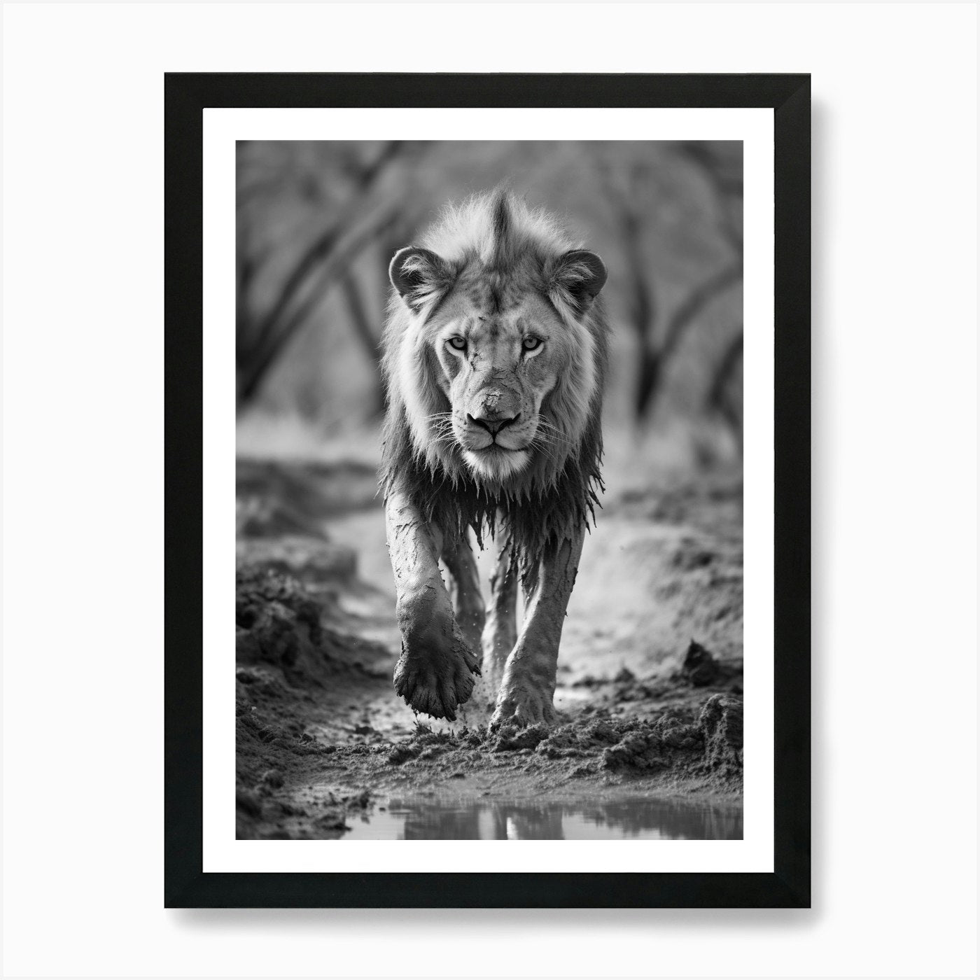African Lion Muddy Paws Realism 2 A Framed Wall Art Poster Canvas Print Picture
