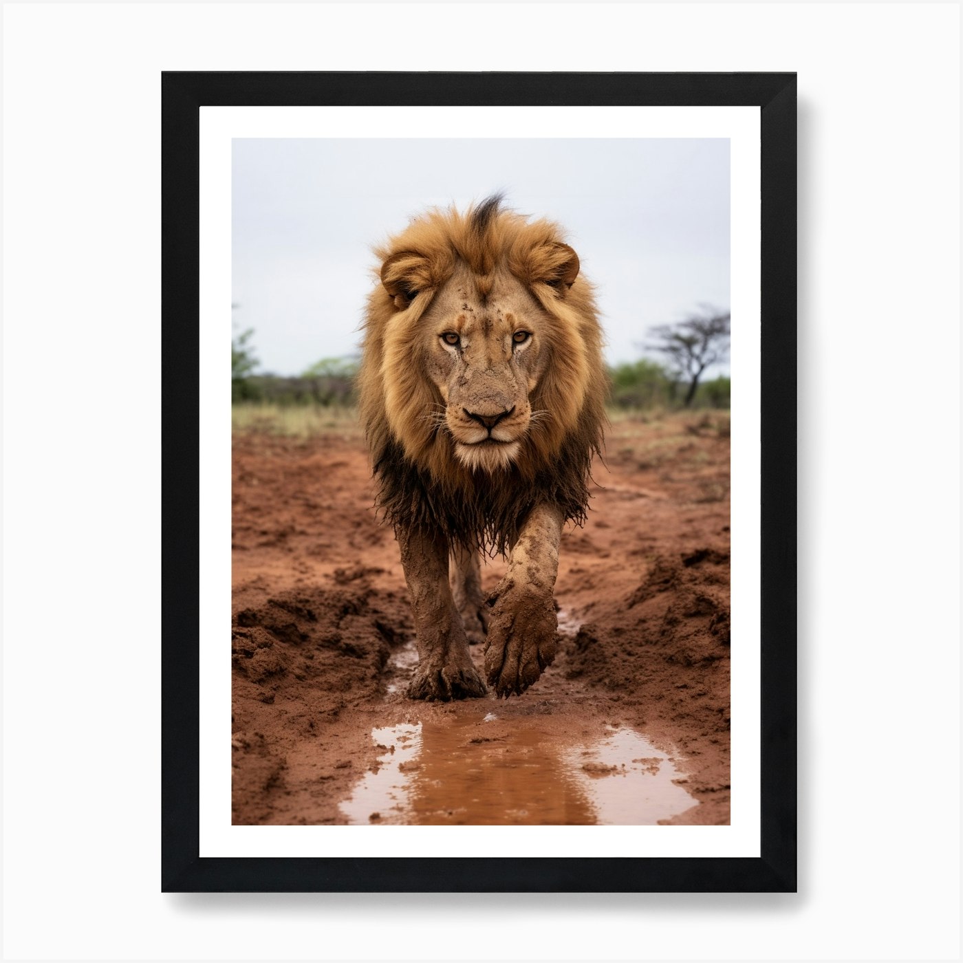 African Lion Muddy Paws Realism 3 A Framed Wall Art Poster Canvas Print Picture