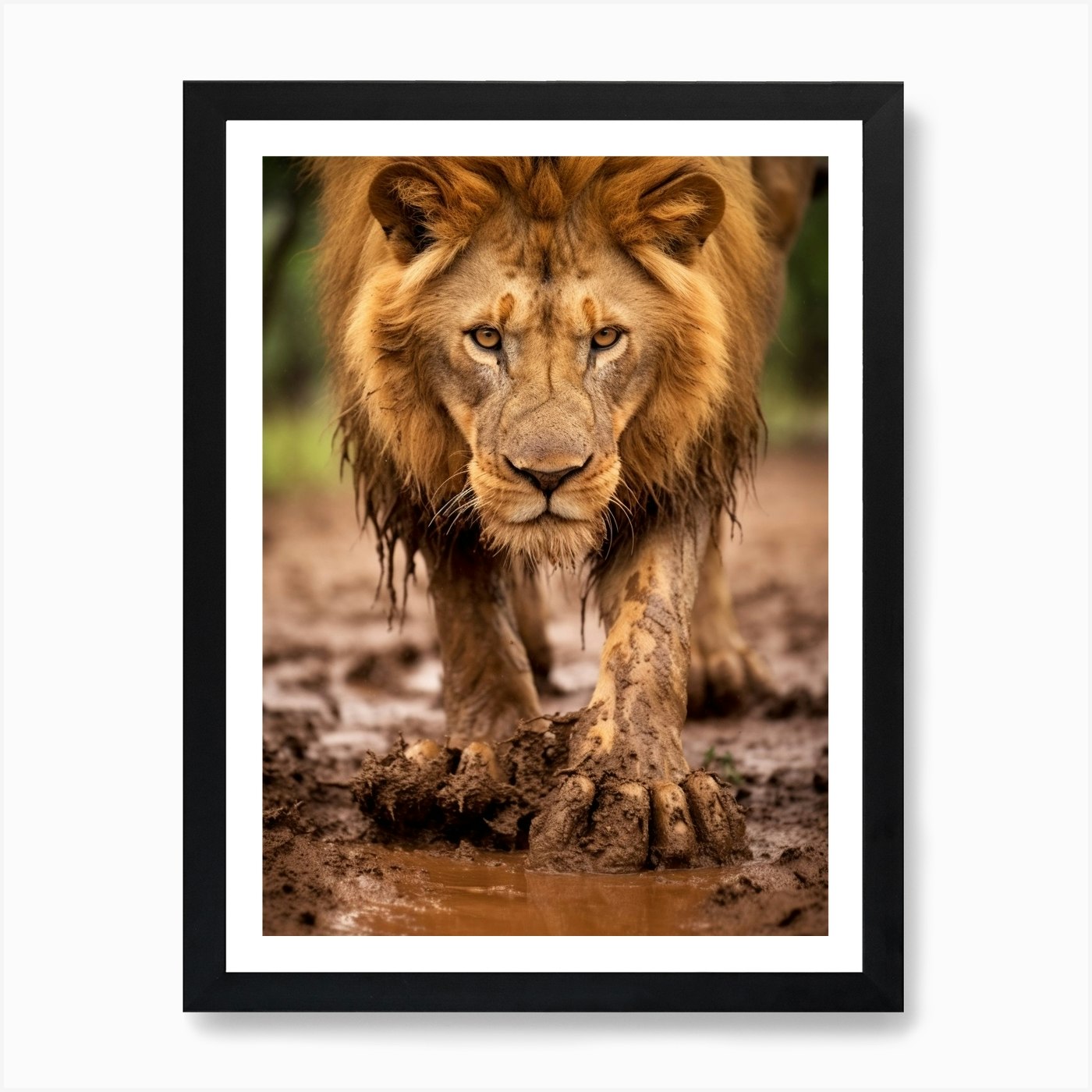 African Lion Muddy Paws Realism 1 A Framed Wall Art Poster Canvas Print Picture
