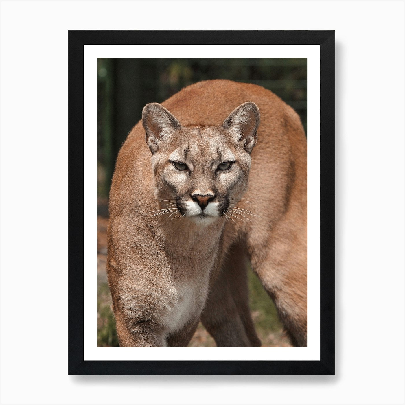 Mountain Lion Art Print Framed Wall Art Poster Canvas Print Picture