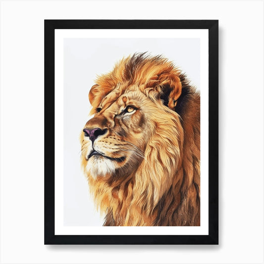 Barbary Lion Portrait Close Up Clip Framed Wall Art Poster Canvas Print Picture