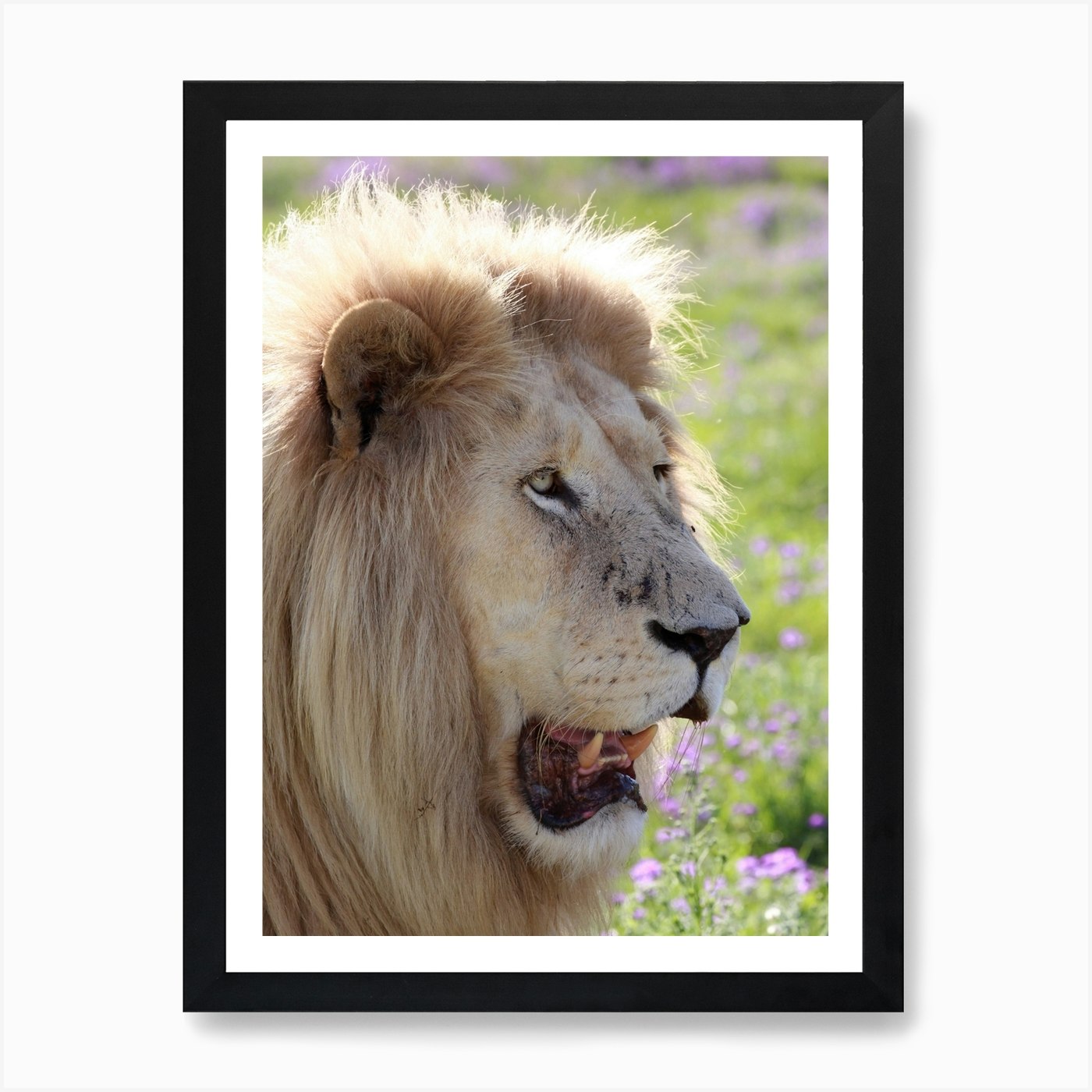 White Lion Male Art Print Framed Wall Art Poster Canvas Print Picture