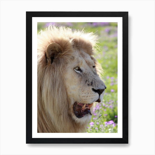 White Lion Male Art Print Framed Wall Art Poster Canvas Print Picture